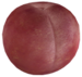 Pallidino p3.png