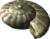 Fossile olimarico.png