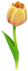 Tulipano