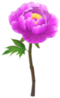 Peonia