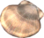 Conchiglia splendida.png