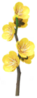 Fiori di Prugno