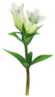 Genziana
