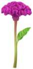 Celosia
