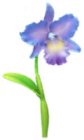 Cattleya