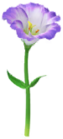 Lisianthus