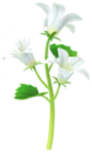 Campanula