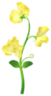 Cicerchia odorosa