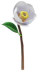 Camelia