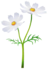 Cosmea