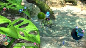 Seso lime.jpg