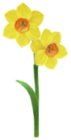 Narciso