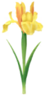 Giaggiolo
