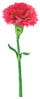 Garofano