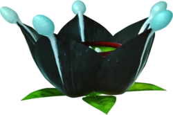 Cromanvillea rocciosa.webp