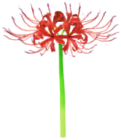 Giglio del ragno