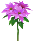 Stella di Natale