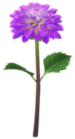 Dalia