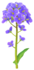 Canola