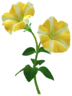 Petunia
