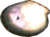 Conchiglia ricordo.png