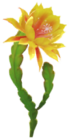 Cactus orchidea
