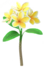 Frangipani