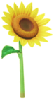 Girasole