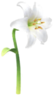 Giglio