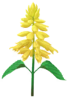 Fiore di salva