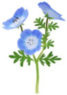 Nemophila